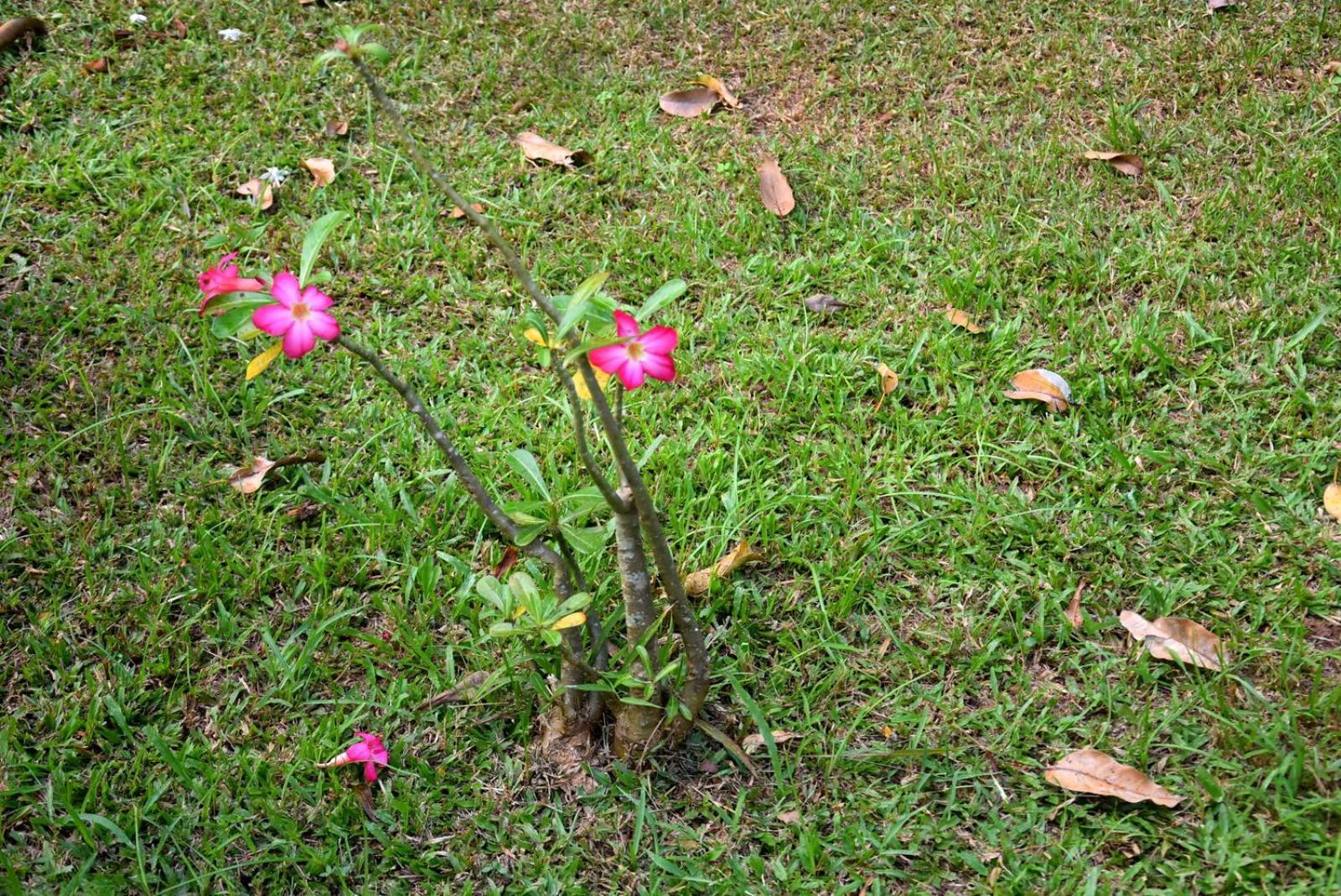 Dinu Villa Anuradhapura Exterior photo